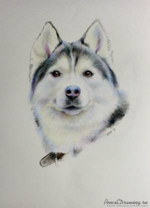 Рисунок лайка