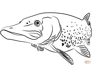 Раскраска Щука