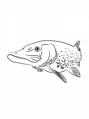 Раскраска рыба Щука  в формате  для детей