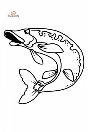 Раскраска Щука для детей ♥ Онлайн и !