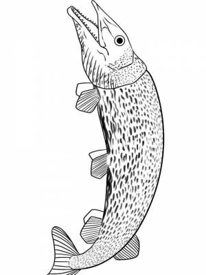 Картинка рыба Щука  раскраску для девочек