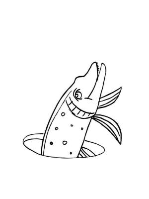 Раскраска рыба Щука