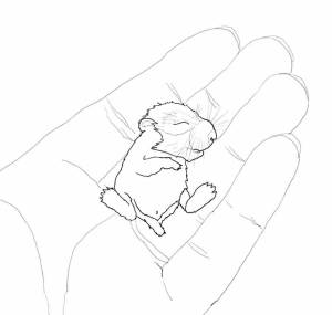 Хомячок раскраска для детей