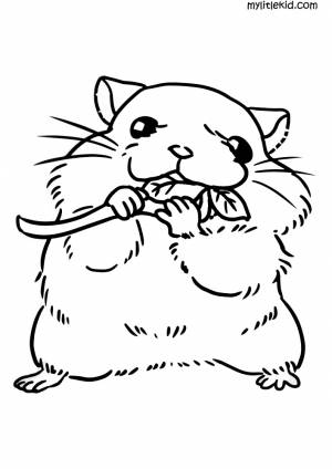 Раскраски Хомяк Распечатать