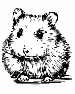 Раскраски Хомяк