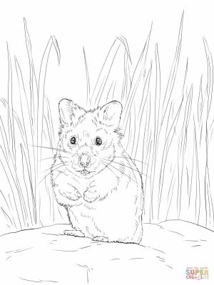 Раскраска Хомяк