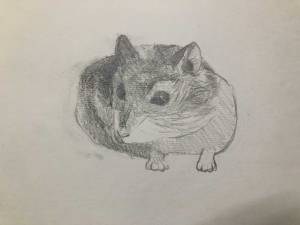 Как нарисовать хомяка карандашом поэтапно