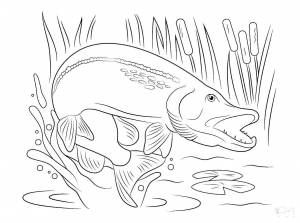 Раскраски щука раскраска