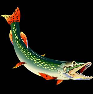 Раскраска Щука