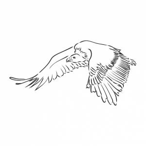 Гриф иллюстрация, рисунок, гравюра, тушь, штриховая графика, вектор