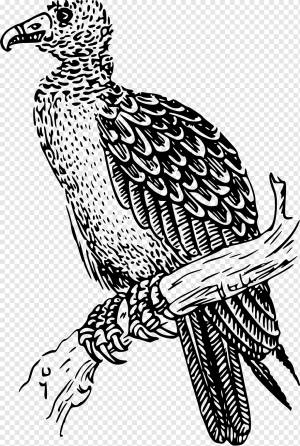 Гриф индейки канюк рисунок, гриф, разное, galliformes, другие png