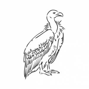 Гриф иллюстрация, рисунок, гравюра, тушь, штриховая графика, вектор