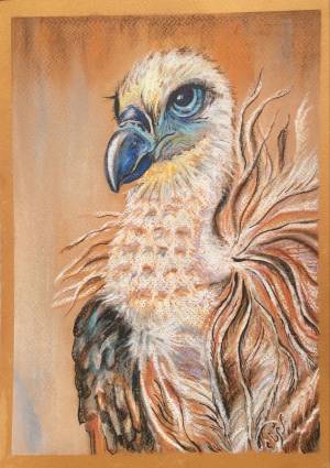 picturepastelрисунокгриф сипvulture birdптица