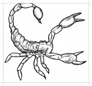 Раскраски скорпион, Раскраска Большой скорпион