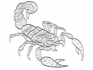 раскраска скорпион для взрослых