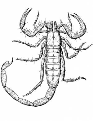 Раскраска Скорпион 17