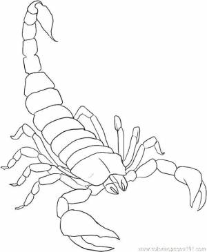Раскраски Раскраска Скорпион Ракообразные детские