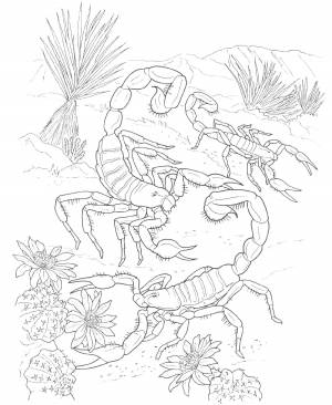 Раскраски Раскраска Скорпион встречаются в жарких странах Пустыня цветы