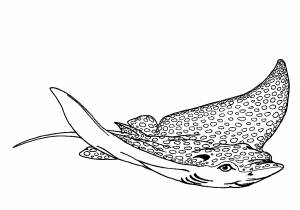 Пятнистый морской скат