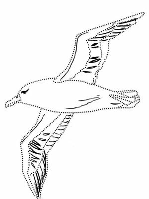 Раскраска Альбатрос   в формате