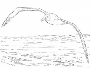 Раскраска Альбатрос