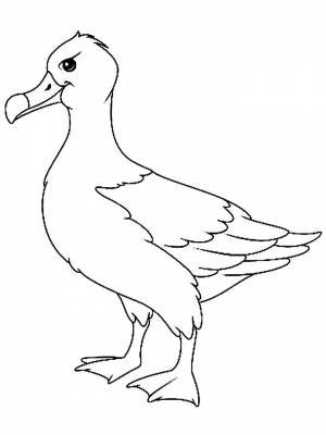 Картинка Альбатрос  для детей