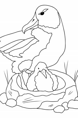 Раскраска Альбатрос