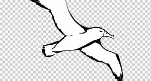 Рисунок Птицы, Альбатрос, Морская Птица, Силуэт, Мультфильм, Белый, Клюв, Штриховая графика png