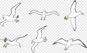 Охота на диких животных, дикий альбатрос, рога оленя, угол, белый png