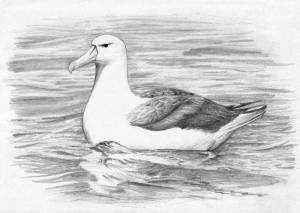 Раскраски Альбатрос