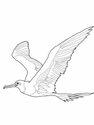 Картинка Альбатрос раскраска в формате  для детей