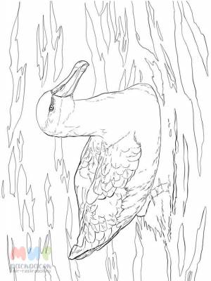 Раскраска Альбатрос