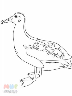 Раскраска Альбатрос