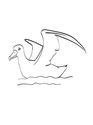 Раскраска Альбатрос