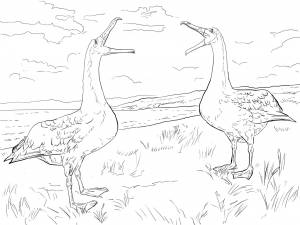 Раскраска Альбатрос