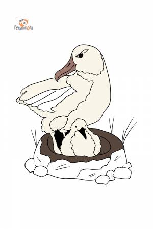 Раскраска Альбатрос