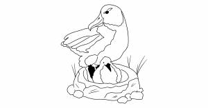Раскраска Альбатрос
