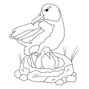 Раскраска Альбатрос