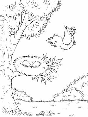 Раскраски Гнездо