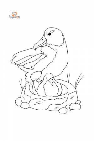 Раскраска Альбатрос для малышей ♥ Онлайн и !