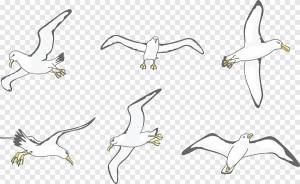 Охота на диких животных, дикий альбатрос, рога оленя, угол png