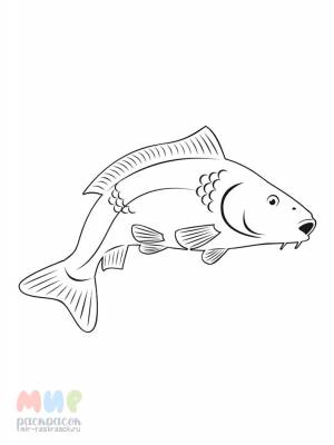 Раскраска Рыба Карп