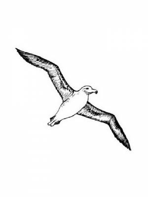 Раскраска Альбатрос  в формате  для девочек