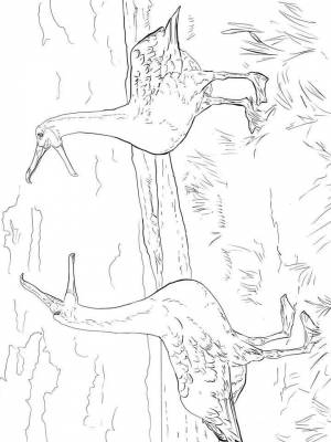 Раскраска Альбатрос   в формате