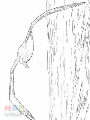 Раскраска Альбатрос