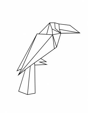 Раскраска Альбатрос Буллера