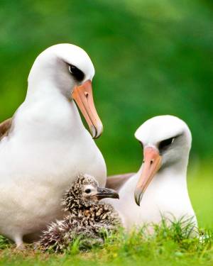 Альбатрос птица