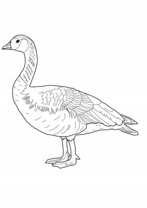 Раскраски, Дикий гусь