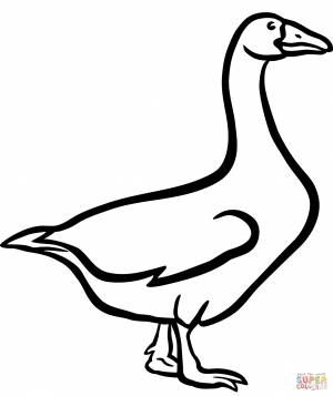 Раскраска Домашний гусь