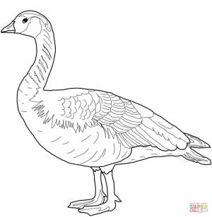 Dibujo de Ganso salvaje de Canada para colorear